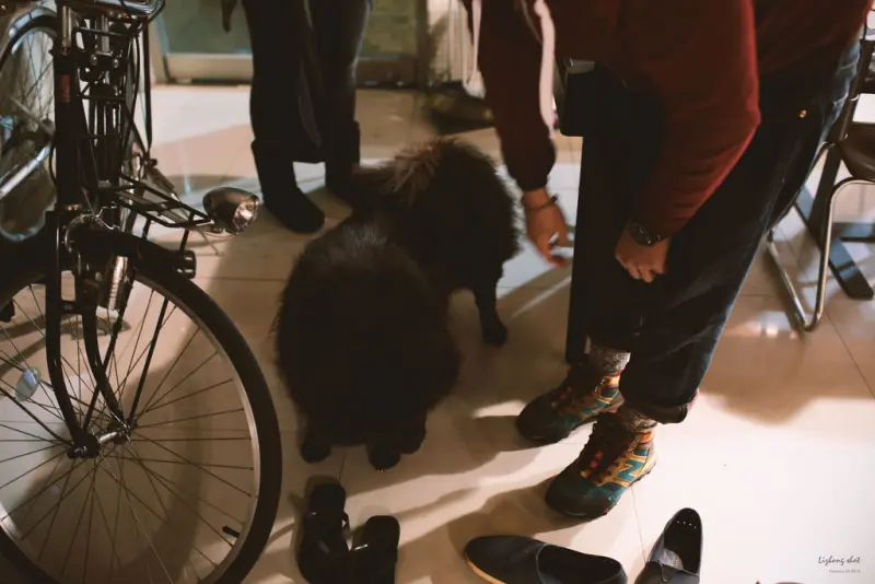 黑松的告別日記