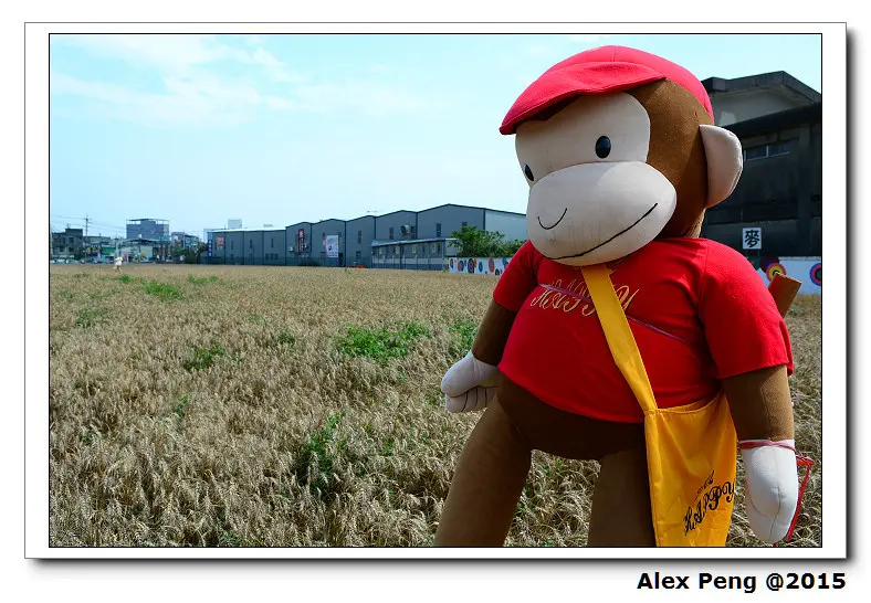 桃園-平鎮-平鎮農會 黃金麥田+國旗屋九旺米干
