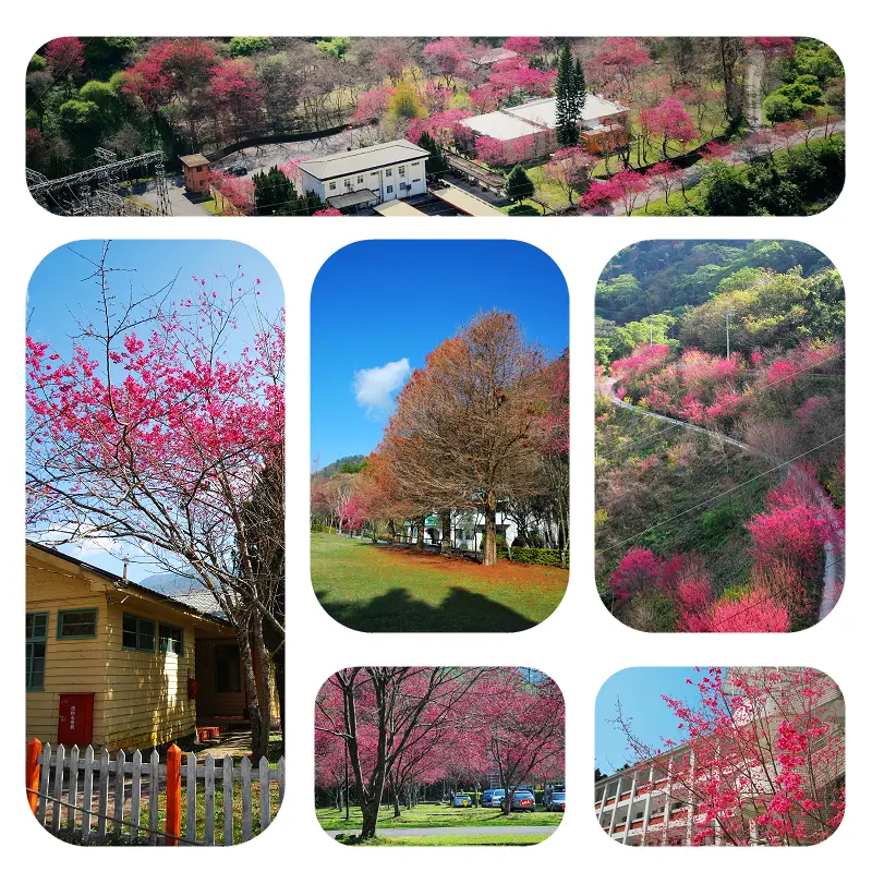 旅行途中 * 南投 . 投 83 の 櫻 ( 奧萬大 . 萬大電廠 . 仁愛高農 )