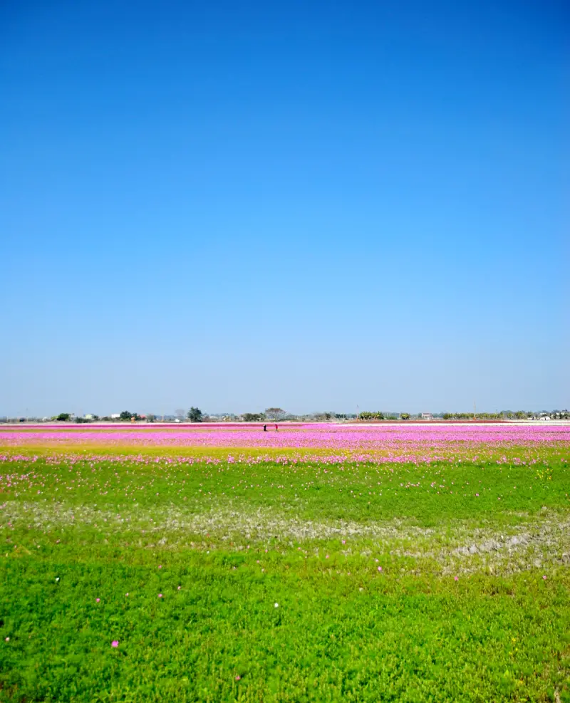 Q 棉 の 彩虹花毯 * 雲林 . 莿桐孩沙里花海