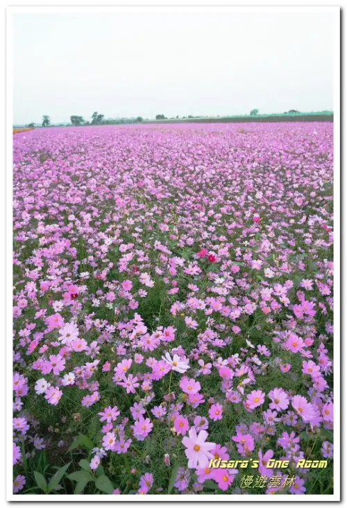 慢遊雲林．真正數大就是美──莿桐孩沙里花海              