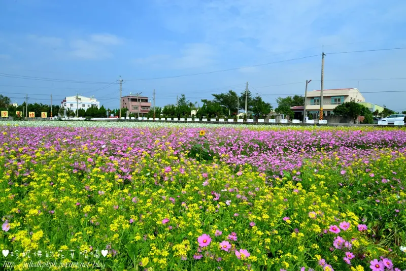 【雲林-莿桐鄉】2016雲林．莿桐花海❤戀戀續曲