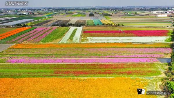 【雲林。莿桐】 30公頃彩色花毯。莿桐孩沙里雲林花海。全國十大花海之一