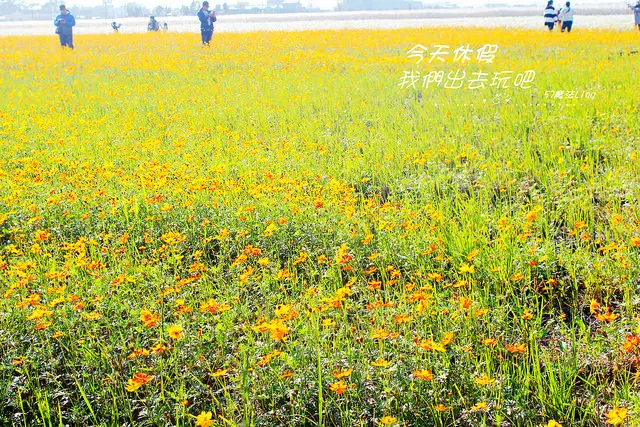 [ 雲林⊙莿桐]孩沙里花海。一大片的向日葵。一大片的波斯菊