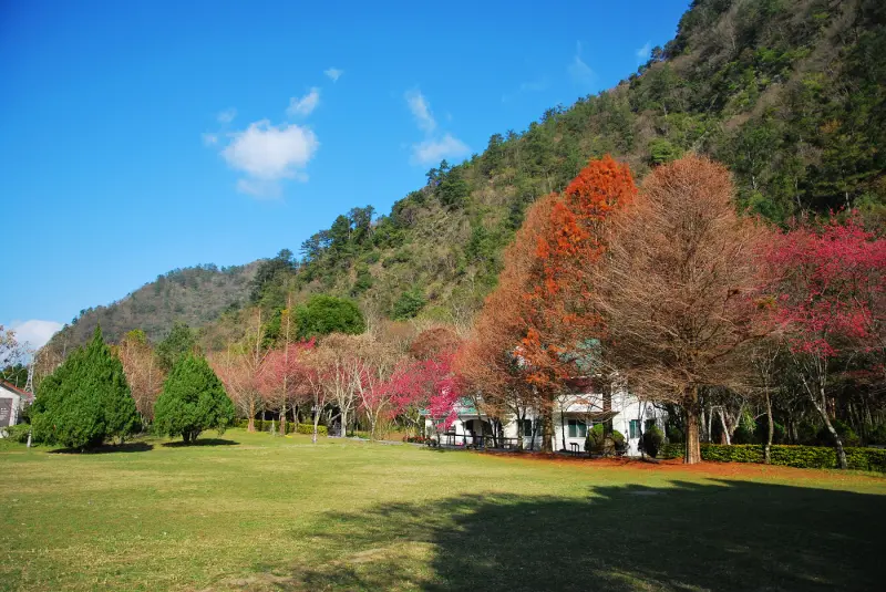 S型 . 櫻花小徑 ? 延伸 .. * 南投 . 奧萬大森林遊樂區