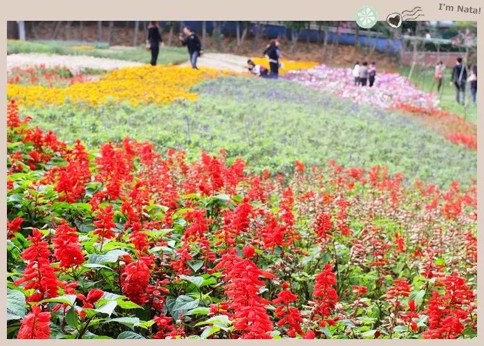 奔跑吧孩子、相擁吧情人‧彰化「就是愛荔枝樂園Alices Garden」