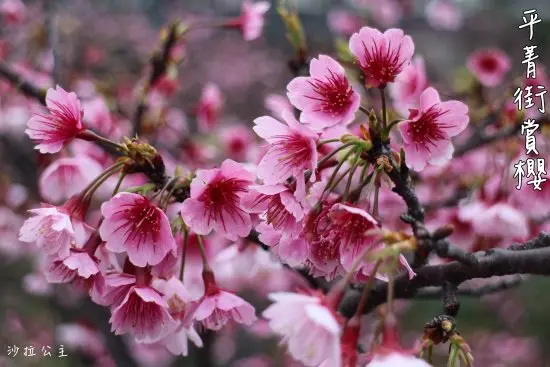 陽明山新秘境/平等里「圳仔頭溪自然園區」&2015平菁街賞櫻
