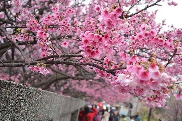 「平菁街42巷」寒櫻綻放~~台北市著名的賞櫻名所,感受粉紅的浪漫氣息