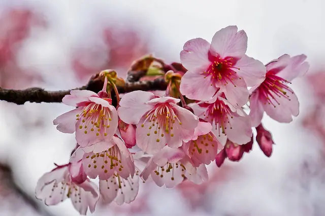 2014 陽明山 平等里 櫻