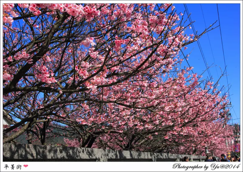 [賞花]【淡水線劍潭站】陽明山平菁街42巷。寒櫻盛開