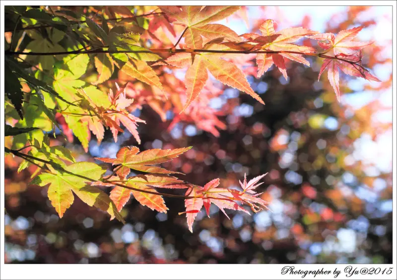 [賞花]【淡水線劍潭站】陽明山平菁街。免費賞槭紅的好所在