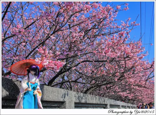 [賞花]【淡水線劍潭站】2015陽明山平等里平菁街42巷。寒櫻綻放