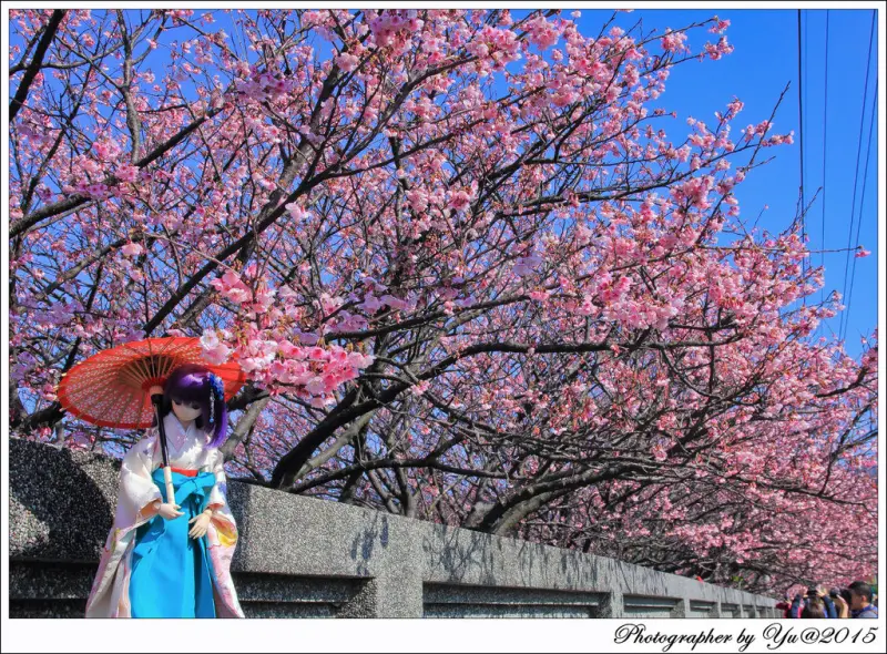 [賞花]【淡水線劍潭站】2015陽明山平等里平菁街42巷。寒櫻綻放