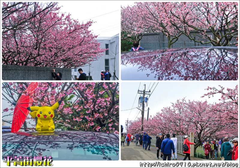 [賞花]【淡水線劍潭站】2018陽明山平菁街42巷/禾豐農場2018.01.22即時花況。粉嫩緋寒櫻浪漫盛開│最浪漫櫻花步道寒櫻正美│北部賞櫻首選│IG.FB打卡熱門景點│怎麼去/交通/公車/捷運/花