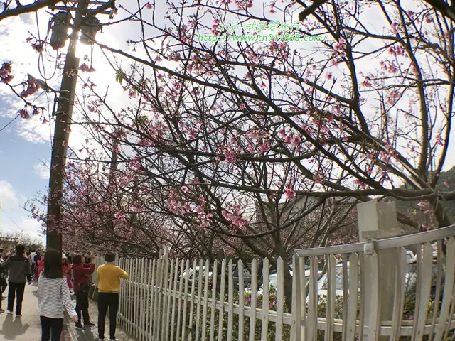 【台北櫻花】粉紅佳人綻放~陽明山平菁街櫻花
