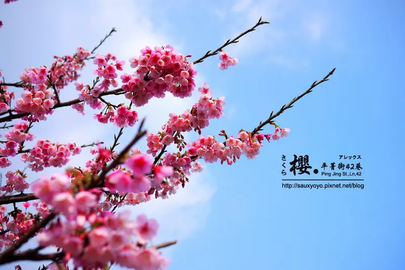 【台北】2015陽明山平菁街42巷 ~ 戀戀櫻花季 紅粉寒櫻美麗綻放
