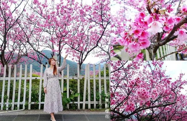 台北櫻花景點 ▶ 平菁街42巷櫻花 ▶ 漫步浪漫櫻花巷 2019最新花況、公車資訊 陽明山櫻花 賞櫻熱門景點!