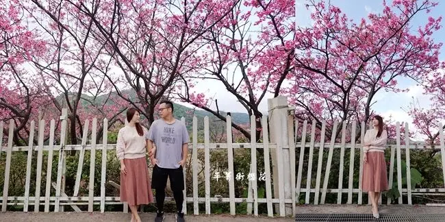 2020春遊賞櫻景點 ▶ 平菁街櫻花 ▶ 陽明山平菁街42巷櫻花最新花況 2020賞櫻花季∣陽明山櫻花∣北台灣賞櫻景點 平菁街櫻花巷附近美食!