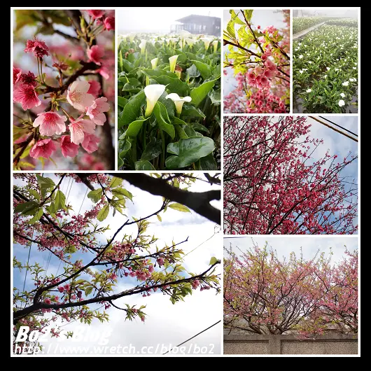 台北.士林-陽明山平菁街42巷粉紅櫻花+竹子湖海芋盛開中