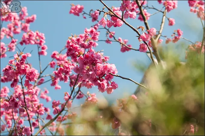 [風景攝影] 平菁街42巷・漫步小巷賞寒櫻