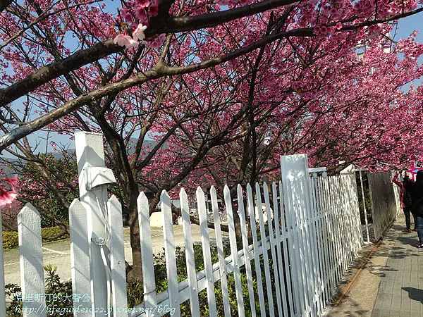 我的春節賞櫻行--平菁街