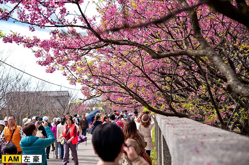 [遊記] 陽明山平菁街42巷賞櫻花 (開到爆炸的櫻花海景!)