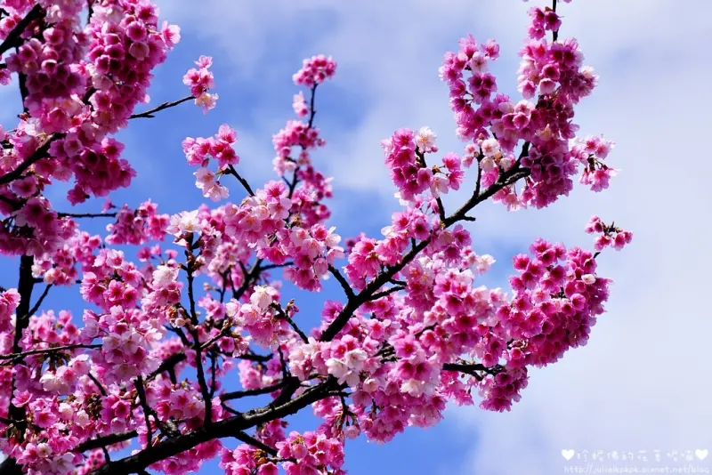 【台北-士林區】2018「平菁街42巷」櫻花盛開,粉紅花海好夢幻