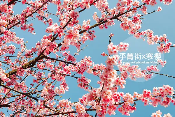 [台北。平菁街] 好多好多夢幻粉嫩寒櫻圍繞在我身邊飛舞