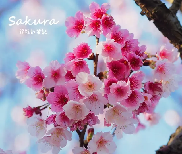 【台北◍•ᴗ•◍士林】景點・陽明山平菁街42巷賞櫻|熱門賞櫻景點-陽明山平等里平菁街42巷(1/28花況)+公車交通方式|2017賞櫻平菁街42巷|2017陽明山櫻花季|台灣台北賞櫻景點