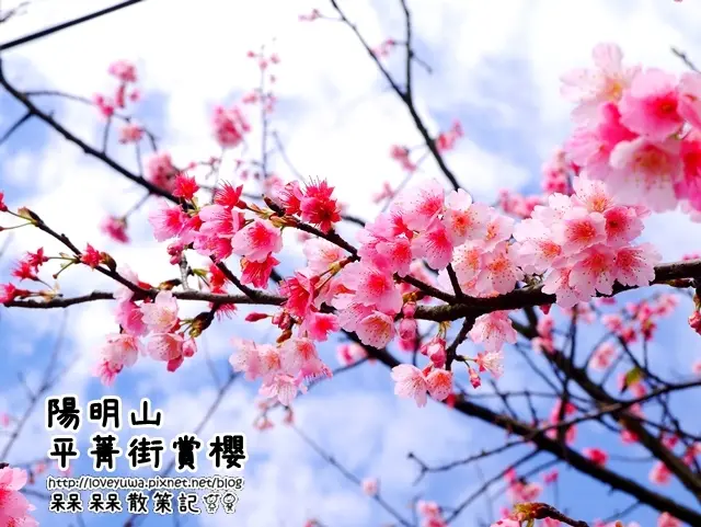 【台北◍•ᴗ•◍士林】景點・陽明山平菁街42巷賞櫻|熱門賞櫻景點-平菁街42巷(2/4花況)|2016賞櫻平菁街42巷|2016陽明山櫻花季|台灣台北賞櫻景點