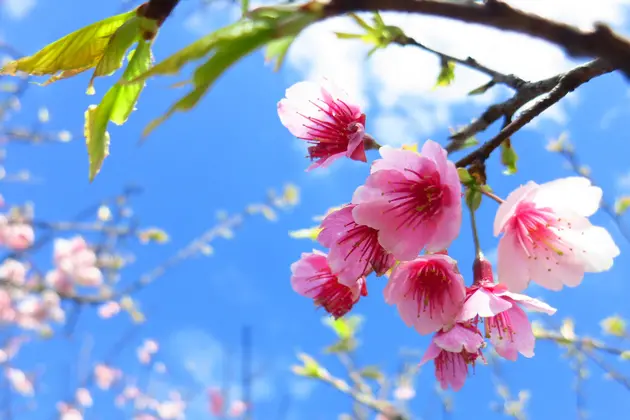 陽明山平菁街42巷,還有四個櫻花祕境......