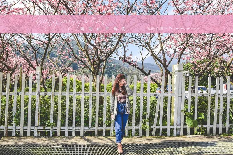 《台北士林》陽明山平菁街42巷 粉色浪漫來襲!2019初春櫻花季登場|1.24花況