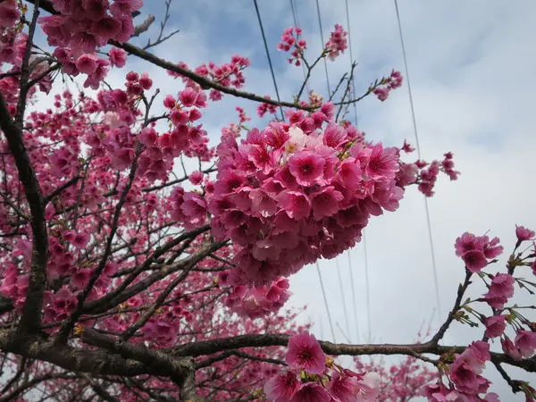 [臺北]士林區~平菁街42巷~賞寒櫻熱點(2015/02/02花況)