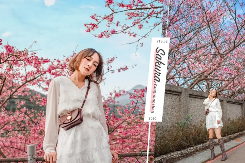 平菁街櫻花2020|台北粉紅櫻花海。陽明山交通IG拍照懶人包