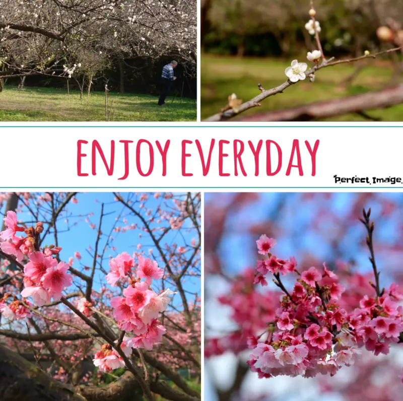 櫻花梅花齊奔綻放的季節