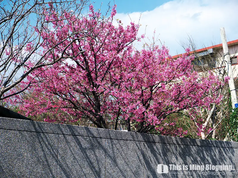 【台北士林│遊記】12小時北北基疾走--4.平菁街賞櫻花