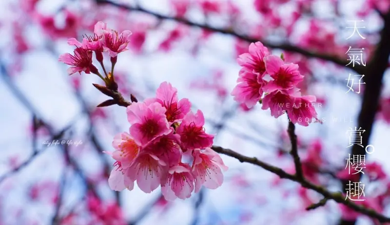 ▌得體夫婦愛玩玩。陽明山 ▌平菁街42巷粉紅櫻花綻放ღ 漫步賞櫻趣(2017.2.3花況)