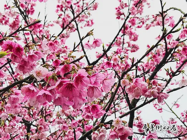 【陽明山】平菁街42巷|陽明山賞櫻秘境,IG打卡必去*