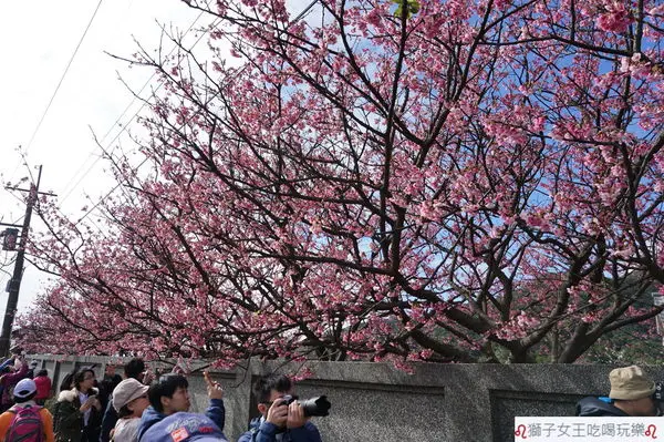 (台北●士林)2018賞櫻趣~陽明山平菁街42巷~寒櫻、緋寒櫻綻放~粉嫩的粉紅櫻花美麗動人