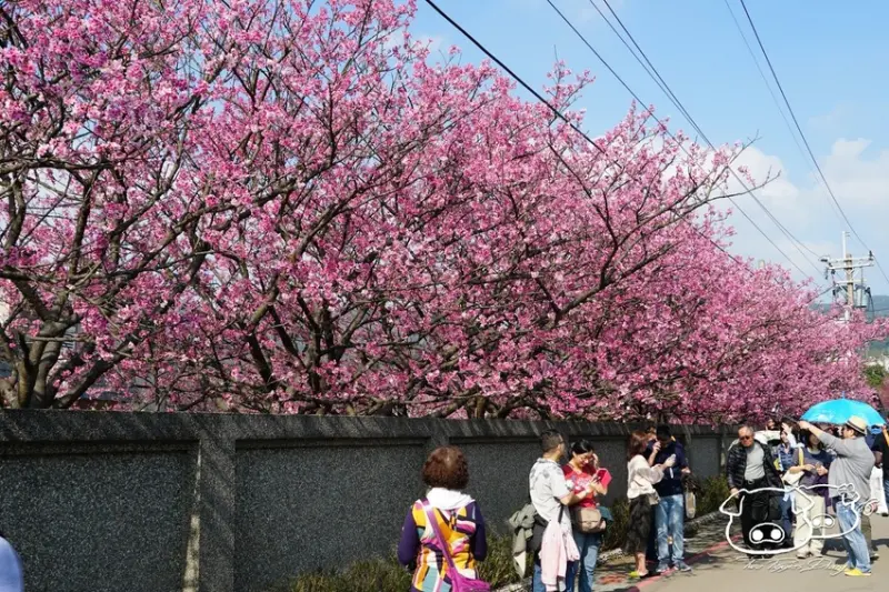 [陽明山遊記]平菁街42巷_享受被粉色櫻花包圍的絕美街道_最新2019/02/03櫻花花況_陽明山上的大量櫻花綻放_兩隻豬的日常