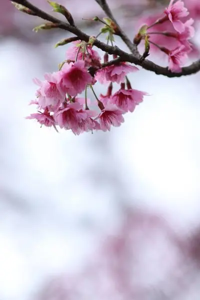 Jessica分享遊記春節台北景點賞櫻花名所平菁街42巷小品櫻花