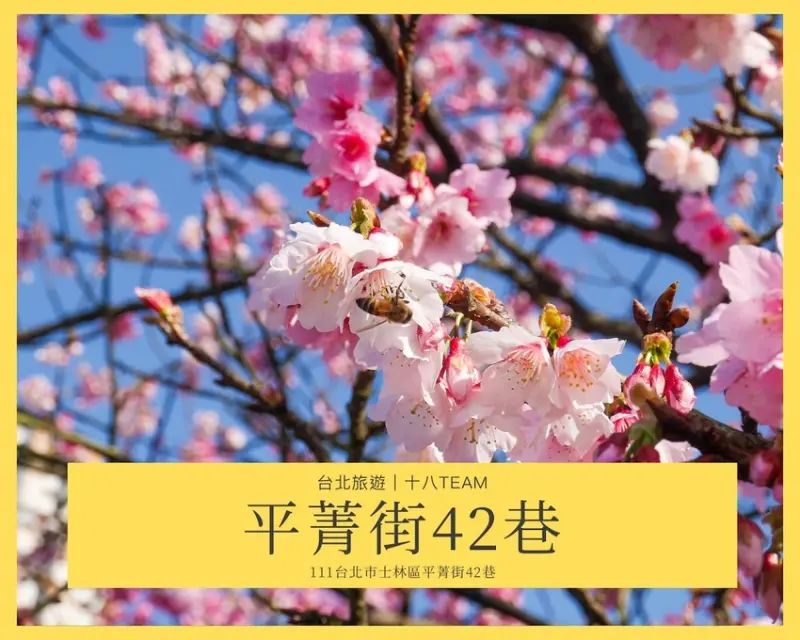 【台北旅遊】陽明山 平菁街42巷 |台北情人節一日行程、讓粉色櫻花盛開你們的愛情、同場加映台北最美夜景!