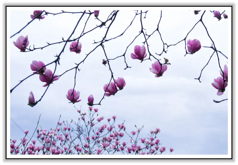 秘境 置身仙境的天堂景點 - 蓮花長樹上? 楓樹湖古道