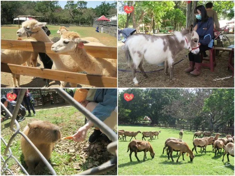 桃園 楊梅 埔心牧場~找回童心，動物們的巡禮，還有超夯水豚君