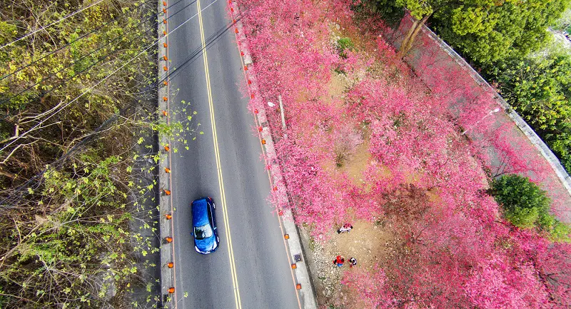 雲上緋紅*台中.大坑濁水巷櫻花林&新社櫻花(空拍篇)