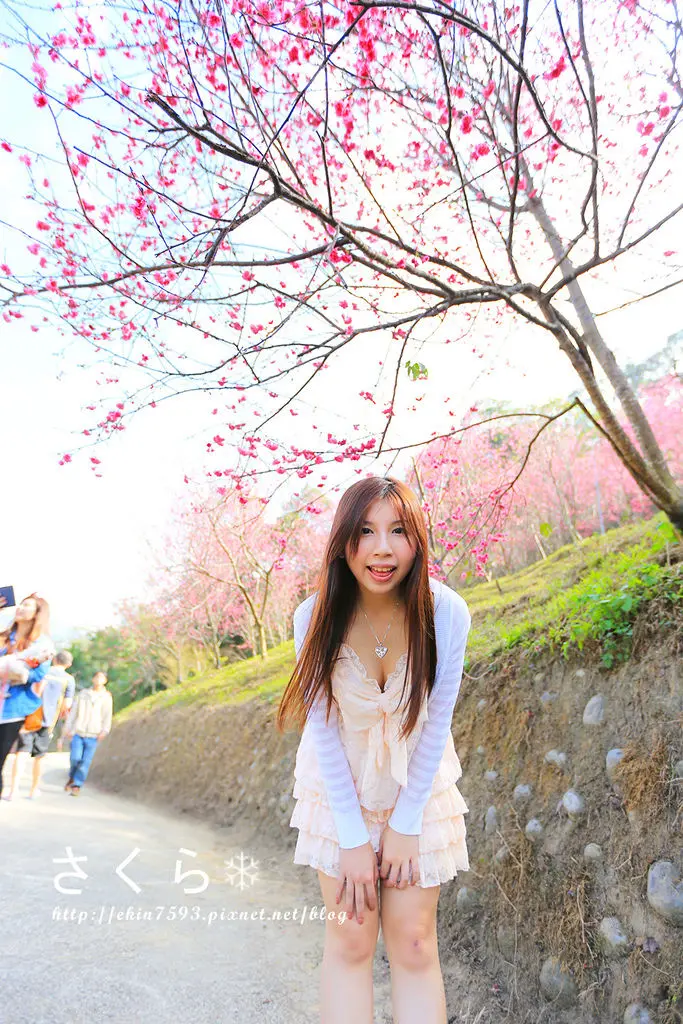 台中新社【大坑濁水巷櫻花林】幸福．蔓延