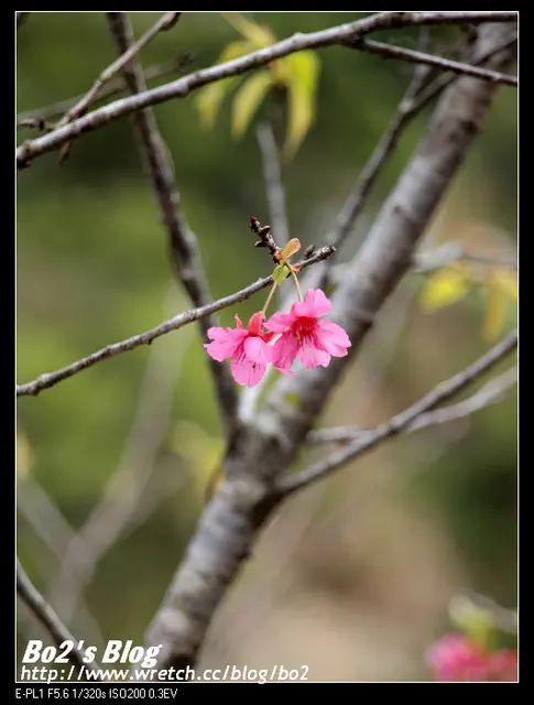 
台中.大坑-2013大坑濁水巷櫻花林賞櫻季20130209初探(開放期間：2月12日-2月26日)
