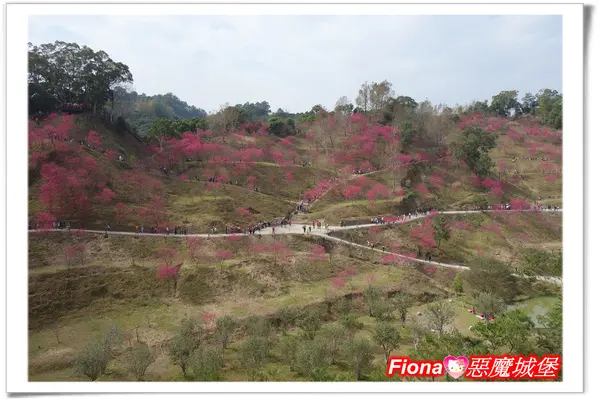 【台中。大坑】育化堂+濁水巷賞櫻遊