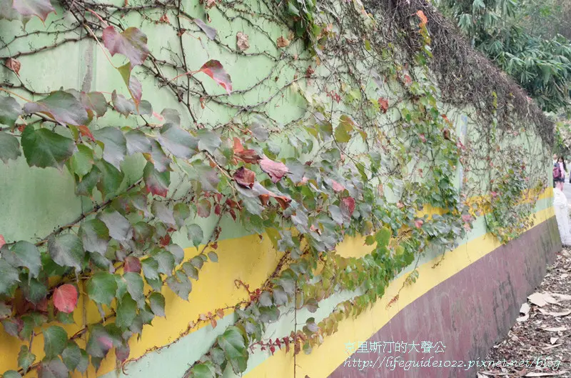 台中賞櫻景點-濁水巷