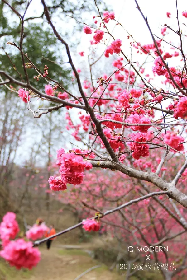 2015台中賞櫻-【大坑濁水巷櫻花林】來場粉紅色約會! 花況搶先曝光~